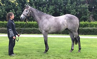 Sky Punch (NZ) (Alamosa) wins the A$100,000 Listed Leon Macdonald Stakes (1400m) at Morphettville.